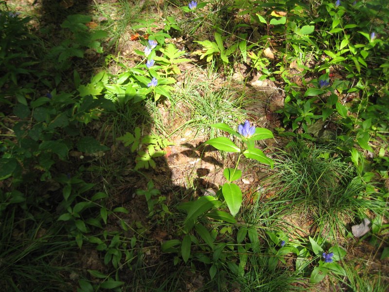 MtBayle (6).JPG - More blue buds.